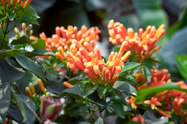 Beautiful bouquet of spectacular reddish-orange hued flowers of Orange Flame Vine (Pyrostegia venusta). Though native to South America, it has been introduced to other parts of world as an alluring vine with attractive flowers and popular garden plant. Photo taken in West Bengal.