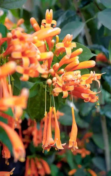 Beautiful bouquet of spectacular reddish-orange hued flowers of Orange Flame Vine (Pyrostegia venusta). Though native to South America, it has been introduced to other parts of world as an alluring vine with attractive flowers and popular garden plant. Photo taken in West Bengal.