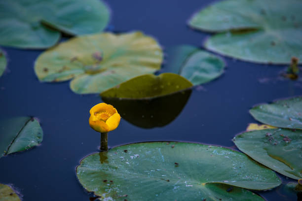 istock lily flower floating on water, lake 1458829857