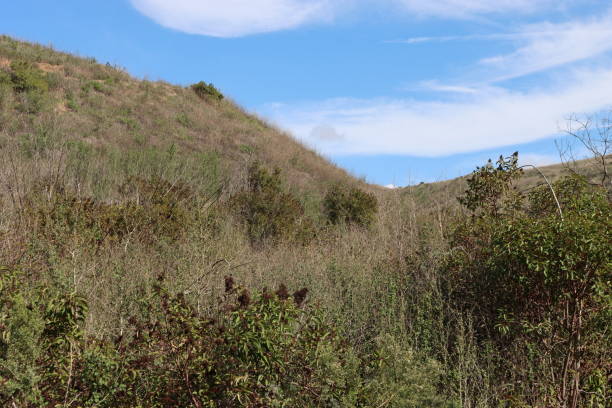 istock Coastal Sage Scrub - Santa Monica Mtns - 011823 1458830136