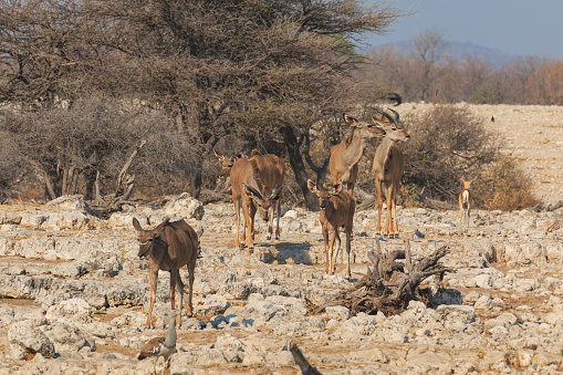 Kudu in natural habitat in Etosha National Park in Namibia. African wildlife. South Africa.
