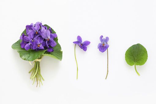 High angle closeup view of beautiful vibrant purple African Violet flowers and leaves growing in a pot. Pale off white background