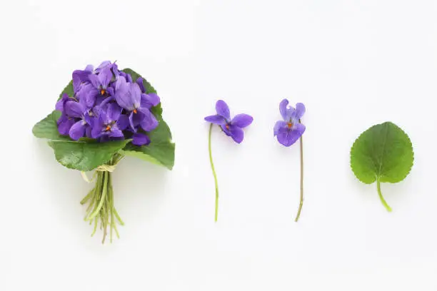 Photo of Set of violet flowers viola odorata, bouquet, flower and leaf on white background, table top view.  Violet flower pattern.