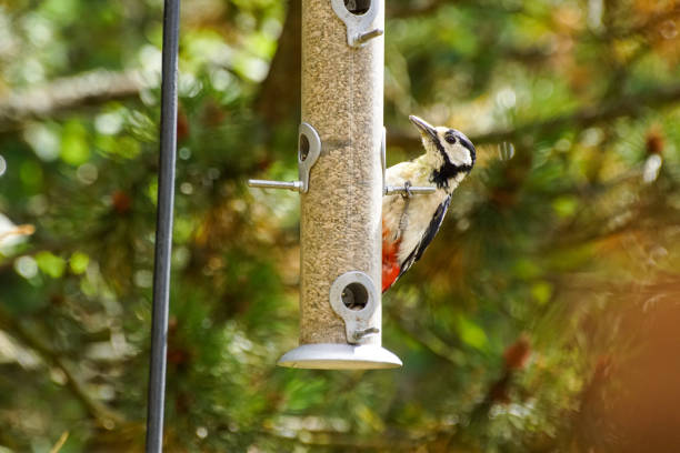 Close up of a bird perching on feeder