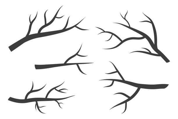 illustrations, cliparts, dessins animés et icônes de ensemble de silhouettes de branches d’arbres nues - tree silhouette branch bare tree