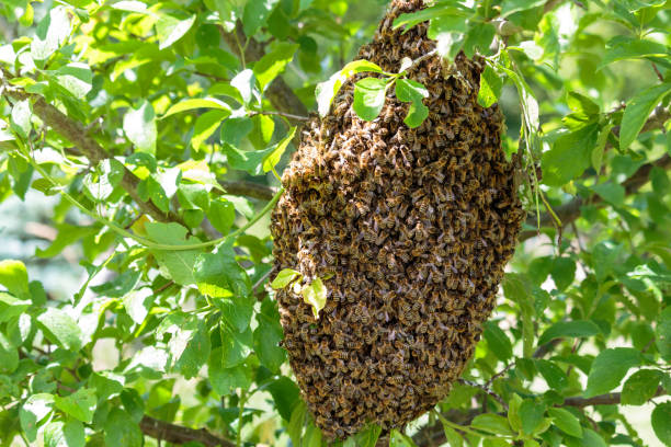 A swarm of honeybees on a tree in summer. stock photo