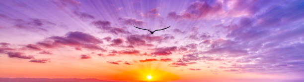 Inspirational Sunset Bird Sun Rays Flying Colorful Uplifting Banner stock photo