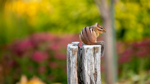 Eastern chipmunk (Tamias striatus) Eastern chipmunk (Tamias striatus) sitting on an old wooden post in a public park eastern chipmunk photos stock pictures, royalty-free photos & images