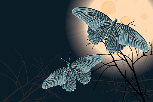 Illustration of the butterfly and silhouette branch with full moon on dark blue color background.
