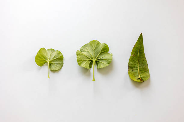 istock Fresh green leaves, green leaves appear, geranium leaves, eucalyptus leaf 1458837784
