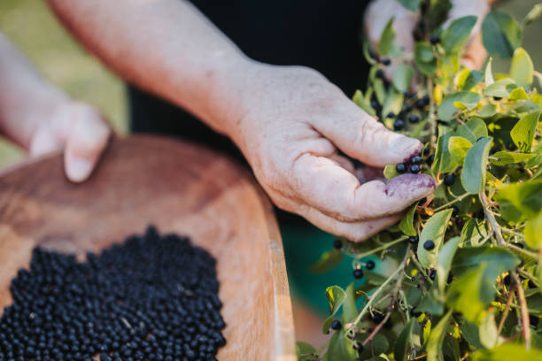 un couple mapuche méconnaissable cueillant des baies de maqui de superaliments chiliens dans un plateau en bois. - blueberry picking freshness berry photos et images de collection