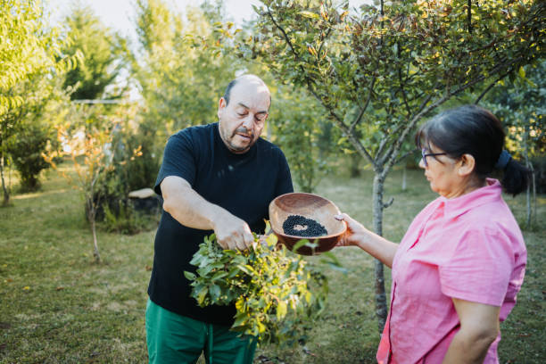 un couple mapuche cueille des baies de maqui de superaliments chiliens dans un plateau en bois. - blueberry picking freshness berry photos et images de collection