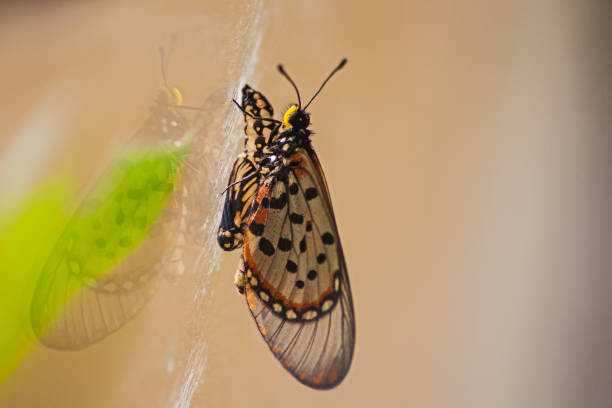 istock Garden Acraea Acraea horta 9393 1458838648