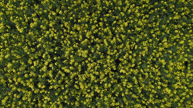Aerial fixed view on colorful yellow rape field