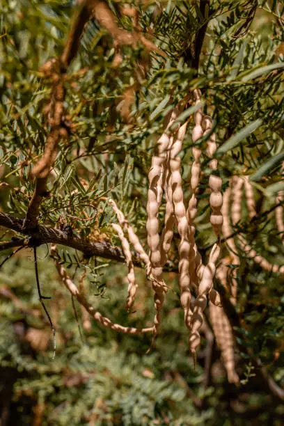 A bunch of edible mesquite bean pods on a Mesquite Tree in the Mojave Desert of California, USA.