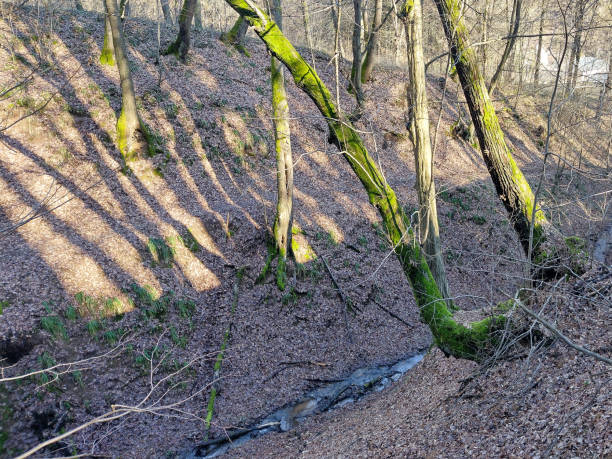 istock Forest landscape in January in Maramures county, Romania; 1458843768