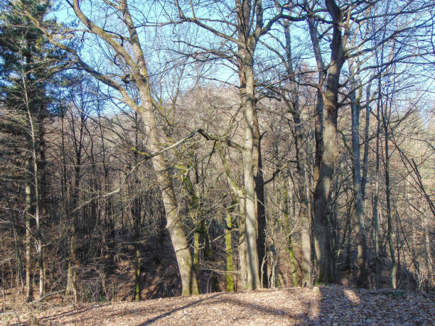 istock Forest landscape in January in Maramures county, Romania; 1458843786