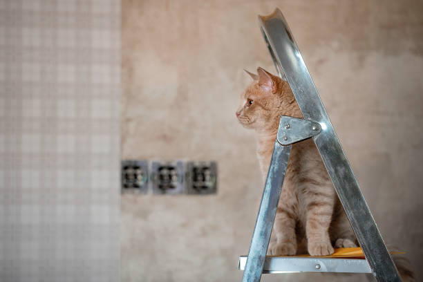 istock house renovation with pets 1458845383