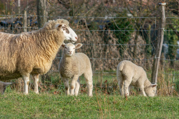istock Ewes with two lambs in pen. 1458845835