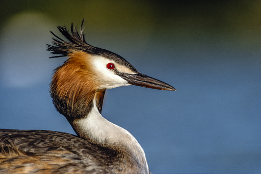 Portrait of a great crested grebe (Podiceps cristatus) brooding on its nest. Alsace France.