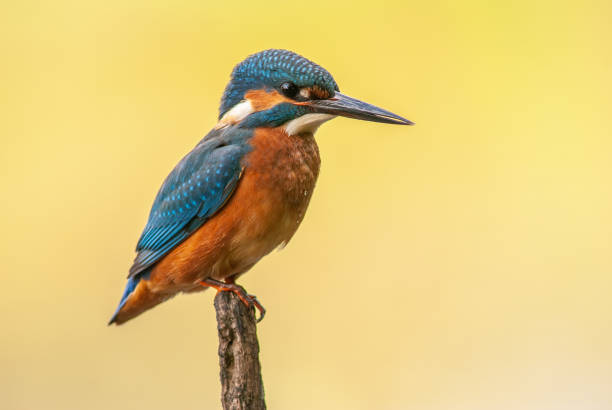 istock Kingfisher perched on a branch above a pond in spring. 1458846064