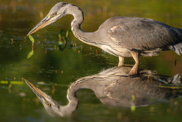istock Gray heron (Ardea cinerea) fishing in pond. 1458846072