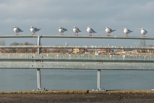 Row of Black-headed Gull (Chroicocephalus ridibundus) perched on barrier along Rhine river in winters. Germany.
