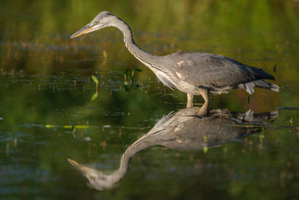 istock Gray heron (Ardea cinerea) fishing in pond. 1458846120