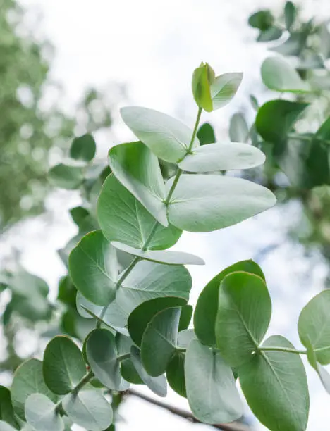 Close-up of Eucalyptus plant outdoors. Evergreen silver dollar gum leaves and branch. Grow and care in garden. Nature background
