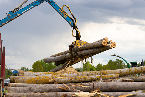 On a cloudy day the crane of a truck is grabbing with the machine's grapple some piled up logs. They are poplar trunks cut for the production of biomass, as green, sustainable and renewable energy.