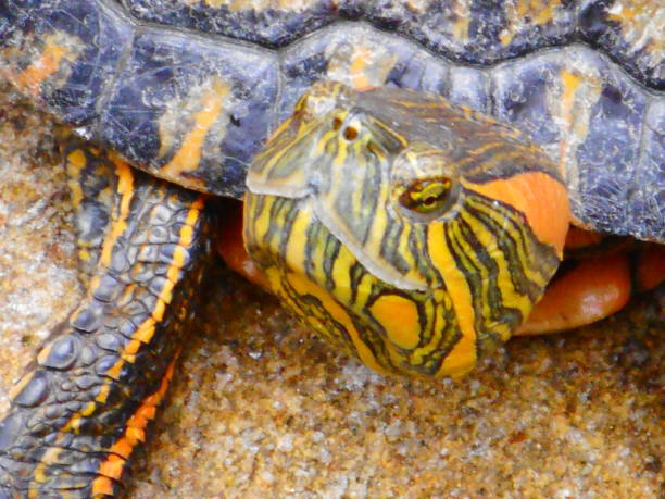 istock water tiger turtle - trachemys dorbigni 1458854222