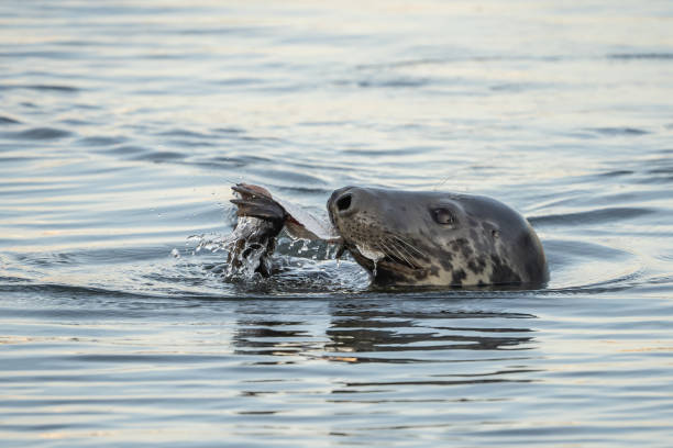 foca de puerto comiendo una cena de pescado - foca fotografías e imágenes de stock