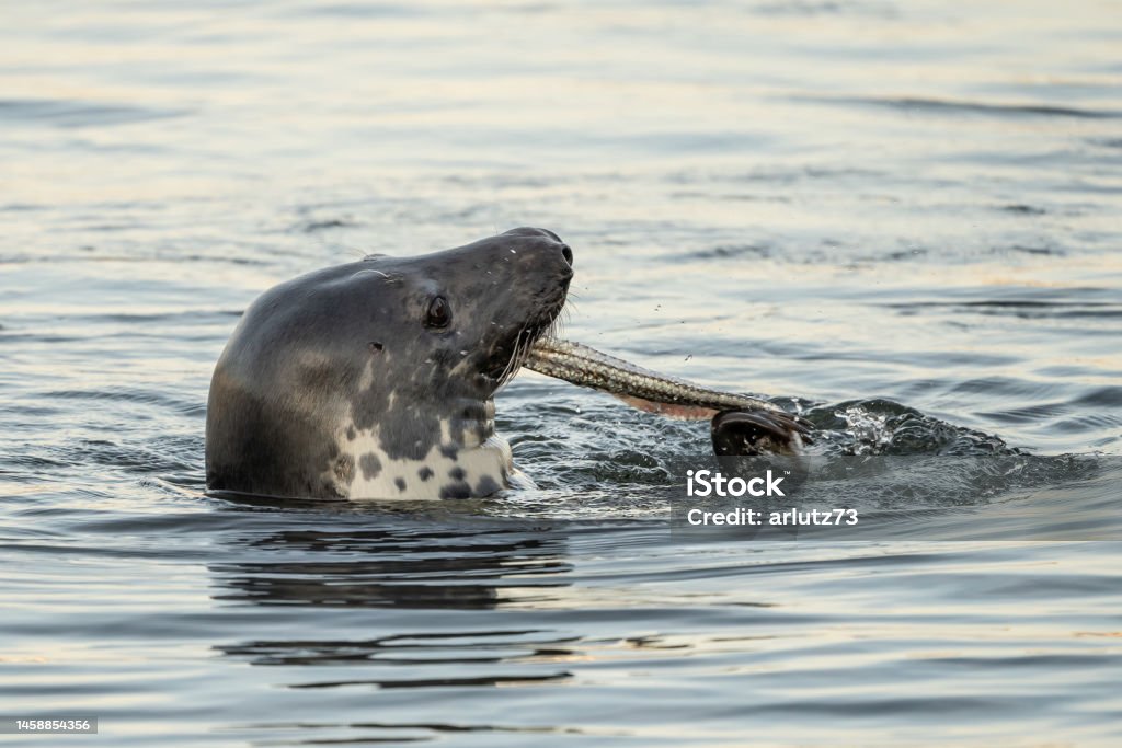 Tuleň přístavní jíst rybí večeři - Bez autorských poplatků Cape Cod Stock fotka Tuleň přístavní jíst rybí večeři - Bez autorských poplatků Cape Cod Stock fotka