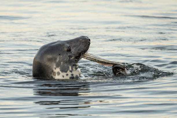 Harbor Seal Eating a Fish Dinner stock photo