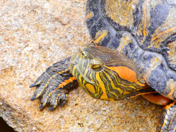 istock water tiger turtle - trachemys dorbigni 1458854417