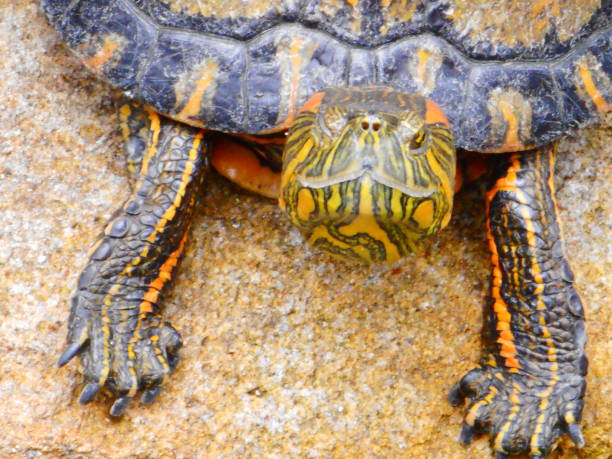 istock water tiger turtle - trachemys dorbigni 1458854491