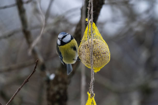 istock Blue tit eating from a seed ball in winter. 1458854857