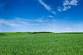 Panoramic spring landscape XXXXL 112 MPix - green field, blue sky