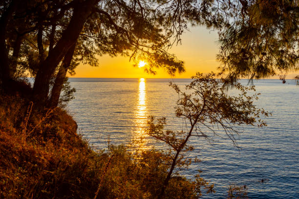 istock Sunset at Mediterranean sea and pine trees 1458856149