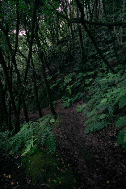 istock Fairytale forest in the Anaga Mountains in Tenerife 1458856363