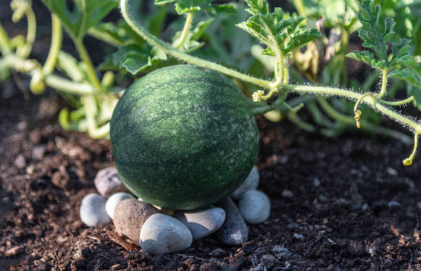 수박은 라트비아, 유럽의 뒷마당에서 성장하고있다 - fruit stone 뉴스 사진 이미지