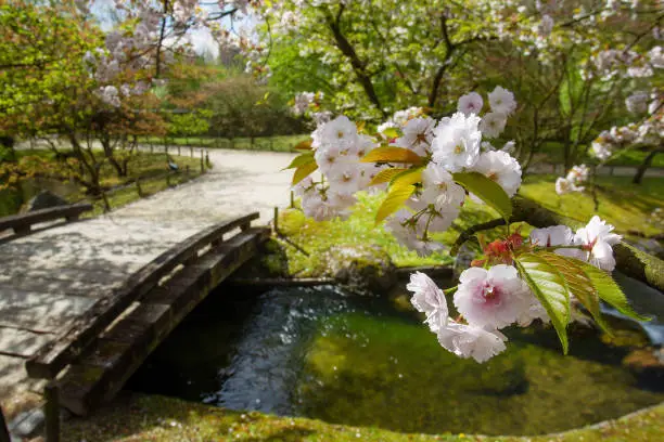Fantastic  light pink  cherry blossoms and  in distance  stream and wooden footpath bridge  in japanese garden in Hasselt in late April