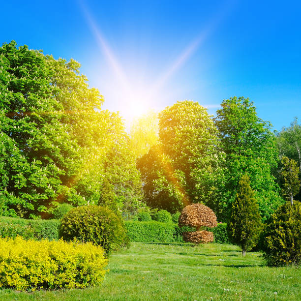 forest and sun and blue sky