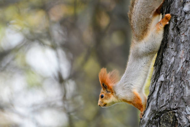 Red Squirrel in a forest environment foraging and eating nuts. They undertake rescue and breeding programmes for release into the wild.