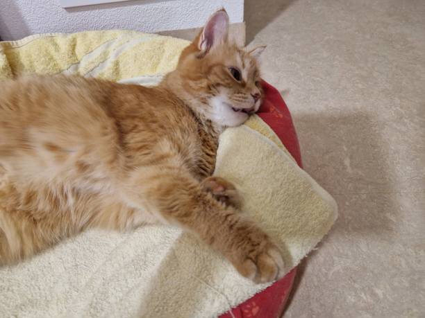 istock Lovely ginger cat is sleeping in her lair photo 1458858009