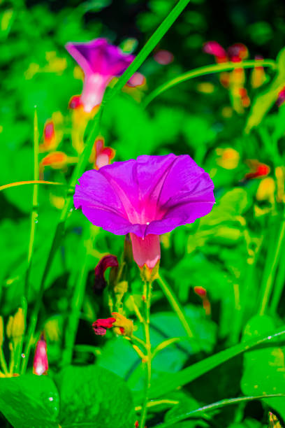 istock purple flower among green leaves 1458858030