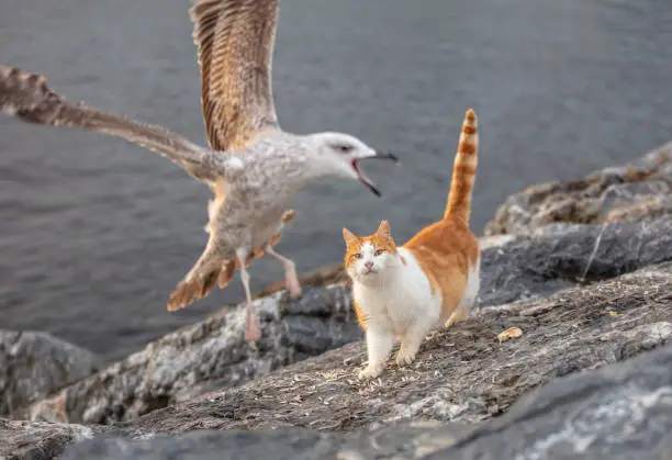 Photo of The stray cat is trying to catch the seagull.