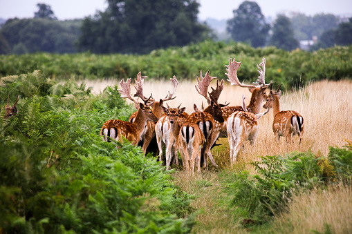 Deer Herd in nature