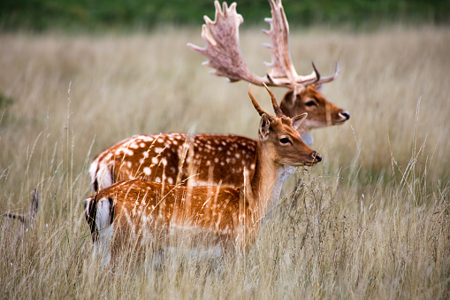 Deer Pair in nature