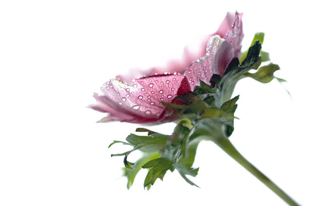 Pink purple anemone flower head with dew drops inside the petals isolated on a white background, close-up, copy space, selected focus Pink purple anemone flower head with dew drops inside the petals isolated on a white background, close-up, copy space, selected focus, very narrow depth of field flower dew stock pictures, royalty-free photos & images